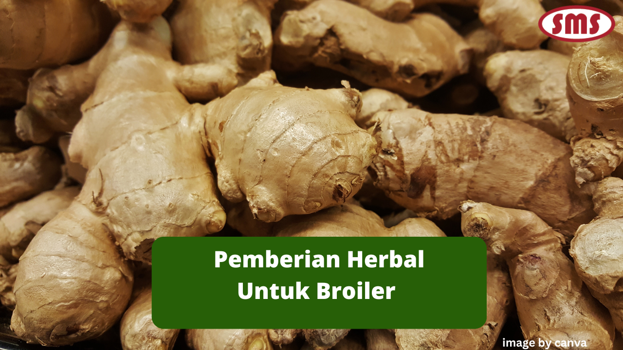 5 Tips Pemberian Herbal Untuk Peternak Broiler